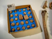 Strategie Spiel mit Würfeln, gefunden in einem Frauengrab der Birka-Wikinger.