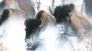 Bisons können mehr als 50 Kilometer pro Stunde schnell werden, wenn sie die Flucht ergreifen. Bisons können mehr als 50 Kilometer pro Stunde schnell werden, wenn sie die Flucht ergreifen.