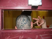 San Antonio, Texas: Ein Mitglied der Tango Orejon-Gang macht ein Bandenzeichen und zeigt seine Tätowierungen auf dem Hinterkopf. San Antonio, Texas: Ein Mitglied der Tango Orejon-Gang macht ein Bandenzeichen und zeigt seine Tätowierungen auf dem Hinterkopf.