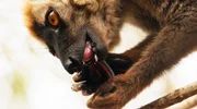Lemur mit Tausendfuesser