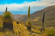 Hoch über den Tiefen des Colca Canyons blühen Puya Raimondii. Auch als Königin der Anden bekannt, hat die Riesenbromelie mit acht Metern den höchsten Blütenstand der Welt. Hoch über den Tiefen des Colca Canyons blühen Puya Raimondii. Auch als Königin der Anden bekannt, hat die Riesenbromelie mit acht Metern den höchsten Blütenstand der Welt.