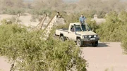 Der Mensch hat unseren Planeten bis in jeden Winkel besiedelt. Auch Tiere überleben in den entlegensten Gegenden. Dirk Steffens ist auf der Suche nach den unsichtbaren Wasservorräten der Wüste Namib, die es sogar den größten Landsäugetieren der Welt ermöglicht, hier zu leben: Giraffen. Die Namib-Giraffe wird bis zu sechs Meter groß und bis zu 1,5 Tonnen schwer. Wie sie in der kargen Wüste an ausreichend Wasser gelangt, zeigt die unglaubliche Anpassungsfähigkeit des Lebens. Der Mensch hat unseren Planeten bis in jeden Winkel besiedelt. Auch Tiere überleben in den entlegensten Gegenden. Dirk Steffens ist auf der Suche nach den unsichtbaren Wasservorräten der Wüste Namib, die es sogar den größten Landsäugetieren der Welt ermöglicht, hier zu leben: Giraffen. Die Namib-Giraffe wird bis zu sechs Meter groß und bis zu 1,5 Tonnen schwer. Wie sie in der kargen Wüste an ausreichend Wasser gelangt, zeigt die unglaubliche Anpassungsfähigkeit des Lebens.