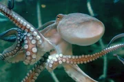 Mit acht Armen voller Saugnäpfe erkundet der Oktopus seine Umgebung. Jeder Arm kann fühlen, schmecken und Informationen verarbeiten.