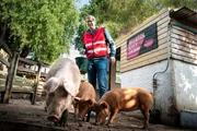 Greg (Stephen Merchant) erfährt am eigenen Leib, dass Sozialstunden abzuleisten manchmal eine Schweine-Arbeit ist. Greg (Stephen Merchant) erfährt am eigenen Leib, dass Sozialstunden abzuleisten manchmal eine Schweine-Arbeit ist.