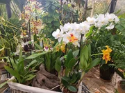 Orchideen gehören seit einigen Jahren zu den meistverkauften Zimmerpflanzen. Am beliebtesten ist die sogenannte Schmetterlingsorchidee „Phalaeonopsis“. Es gibt aber noch viele andere attraktive Orchideen fürs Zimmer.