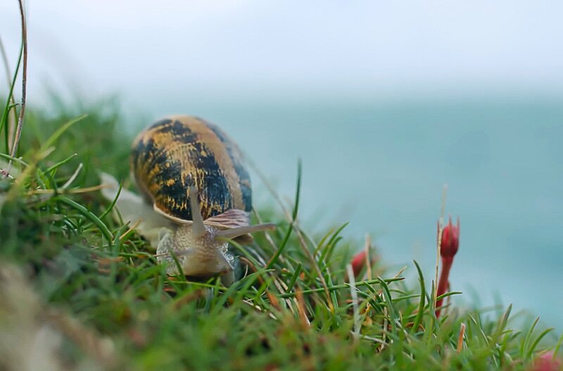 Jetset, die weite Reise einer Weinbergschnecke (F, 2025)