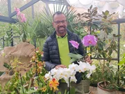 Karl Ploberger. Orchideen gehören seit einigen Jahren zu den meistverkauften Zimmerpflanzen. Am beliebtesten ist die sogenannte Schmetterlingsorchidee „Phalaeonopsis“. Es gibt aber noch viele andere attraktive Orchideen fürs Zimmer.
