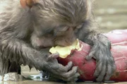 Ein junger Japanmakak genießt eine zuvor in Meerwasser getauchte Kartoffel – eine Vorliebe, die sich in den 1950er Jahren aus dem Bedürfnis nach Salz entwickelte und seither von Generation zu Generation weitergegeben wird.