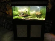 Der fertige Aquascape-Tank ist im All Fish Emporium ausgestellt. Der fertige Aquascape-Tank ist im All Fish Emporium ausgestellt.