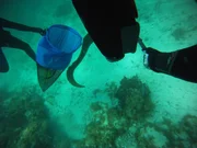 Werkzeuge zum Fangen von Aalen Werkzeuge zum Fangen von Aalen