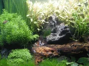 Aquascape tanks are meticulously planned and beautiful to look at. Aquascape tanks are meticulously planned and beautiful to look at.