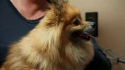 Pomeranian dog at the vet. Pomeranian dog at the vet.