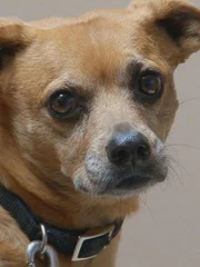 Peanut comes in for treatment.