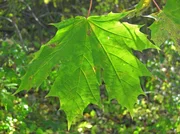 Drei Ahornarten. Es sind stattliche B&auml;ume mit auff&auml;lligen Bl&auml;ttern und raffinierten Fr&uuml;chten.