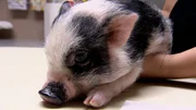 Bentley the micro pig comes in for treatment. Bentley the micro pig comes in for treatment.