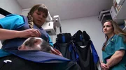 Bentley the micro pig comes in for treatment.
