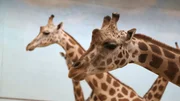 Giraffes on exhibit at Carter Giraffe Building