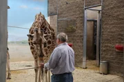 Man feeding giraffe