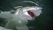 Ein Wei&szlig;er Hai taucht direkt neben dem Boot des Teams aus dem Wasser auf, um Hallo zu sagen.