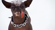 A Chihuahua named Elwood with his tongue out. A Chihuahua named Elwood with his tongue out.