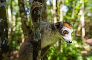 Madagaskars Wahrzeichen: die Lemuren. Die possierlichen Äffchen, von denen es etwa 100 Arten gibt, kommen ausschließlich auf Madagaskar und ein paar kleineren Inseln in der Nähe vor. Madagaskars Wahrzeichen: die Lemuren. Die possierlichen Äffchen, von denen es etwa 100 Arten gibt, kommen ausschließlich auf Madagaskar und ein paar kleineren Inseln in der Nähe vor.