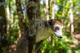 Madagaskars Wahrzeichen: die Lemuren. Die possierlichen &Auml;ffchen, von denen es etwa 100 Arten gibt, kommen ausschlie&szlig;lich auf Madagaskar und ein paar kleineren Inseln in der N&auml;he vor.