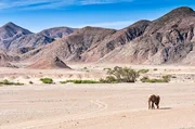 Wüstenelefanten am ausgetrockneten Hoanib-Fluss in Namibia Wüstenelefanten am ausgetrockneten Hoanib-Fluss in Namibia