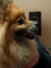 Pomeranian dog at the vet.
