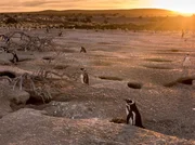 Jedes Jahr siedelt an der K&uuml;stenlinie der patagonischen W&uuml;ste die gr&ouml;&szlig;te Pinguinkolonie S&uuml;damerikas. Die Magellan-Pinguine kehren jedes Jahr hierher zur&uuml;ck um ihre Jungen gro&szlig;zuziehen.