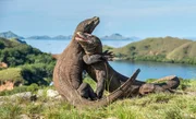 Komodowarane sind mit fast drei Metern L&auml;nge die gr&ouml;&szlig;ten Echsen der Erde.