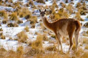 Guanakos grasen auf dem sp&auml;rlichen Grasland der Anden.