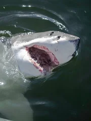 Ein Wei&szlig;er Hai taucht direkt neben dem Boot des Teams aus dem Wasser auf, um Hallo zu sagen.