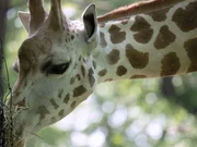 Giraffe on exhibit