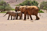 Gruppe des seltenen namibischen Wüstenelefanten (loxodonta africana), hoanib River, namib Wüste Gruppe des seltenen namibischen Wüstenelefanten (loxodonta africana), hoanib River, namib Wüste