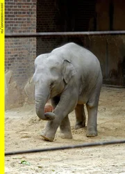 Der kleine Elefant Voi Nam spielt gern Fu&szlig;ball.