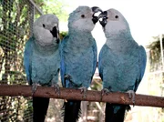 Pagageien, Palmen & Co. - Zoogeschichten aus dem Loro Park auf Teneriffa Ein Zoo unter Palmen, direkt am Meer, wo fast immer die Sonne scheint: Die neue ARD-Zoodoku ?Papageien, Palmen & Co.? spielt im Loro Park auf Teneriffa. Ein halbes Jahr lang hat das ARD-Team Pfleger und Tier&permil;rzte bei ihrer Arbeit begleitet und all die exotischen Tiere kennengelernt, die im Loro Park leben. Das Ergebnis ist in 40 sommerlichen Folgen ab 7. September 2010, montags bis freitags um 16.10 Uhr, im Ersten zu sehen. - Spix-Aras: Diese Papageien sind unbezahlbar und leben im Loro-Park in einer Voliere, die gesichert ist wie Fort Knox. Weltweit existieren nur nur 68 V&circ;gel dieser Art.