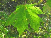 Bei uns gibt es drei Ahornarten. Es sind stattliche B&auml;ume mit auff&auml;lligen Bl&auml;ttern und raffinierten Fr&uuml;chten. Am einfachsten kann man die B&auml;ume an ihren Bl&auml;ttern unterscheiden. Der Spitzahorn hat ausgepr&auml;gte Spitzen.