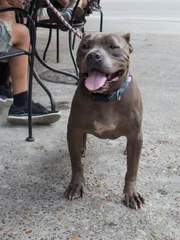 Anthony Ice Cream Party