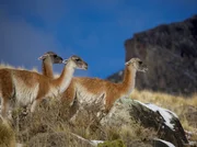 Wilde Guanakos durchstreifen das Vorgebirge der Anden.