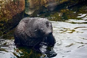 Der Seeloewennachwuchs wird zur Wasserratte.