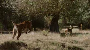 Ein Tiger auf der Jagd.  +++ Die Verwendung des sendungsbezogenen Materials ist nur mit dem Hinweis und Verlinkung auf RTL+ gestattet. +++