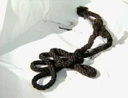 Am 14. Februar wird eine Leiche mit einer schwarzen Kordel um den Hals gefunden. Was ist mit Bob Dorotnik passiert?