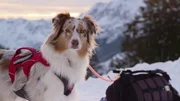 In dieser "Sendung mit dem Elefanten" geht es um Lawinenhunde.