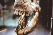 Nahaufnahme eines T-Rex-Schädels mit Zähnen in einer Glasvitrine.