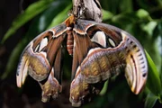 Atlasspinner (Attacus atlas), er gehört zu den größten bekannten Schmetterlingen, Yonaguni, Süd-Japan. Atlasspinner (Attacus atlas), er gehört zu den größten bekannten Schmetterlingen, Yonaguni, Süd-Japan.