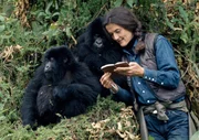 Dian Fossey und zwei Gorillas.