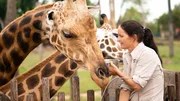 A zoo worker feeds the giraffes.