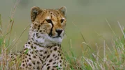 Ein Gepard in freier Wildbahn.  +++ Die Verwendung des sendungsbezogenen Materials ist nur mit dem Hinweis und Verlinkung auf RTL+ gestattet. +++