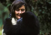 Dian Fossey h&auml;lt einen Berggorilla, den sie wieder gesund gepflegt hat.