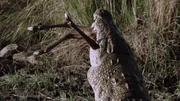 Ein Krokodil mit seiner Beute.  +++ Die Verwendung des sendungsbezogenen Materials ist nur mit dem Hinweis und Verlinkung auf RTL+ gestattet. +++